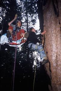 357treeclimb-med.jpg