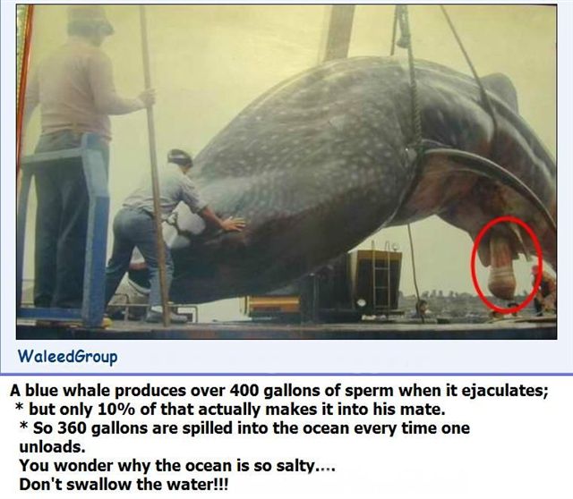 357whale.jpg
