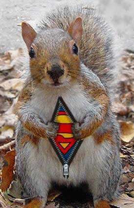 3712supersquirrel.jpg