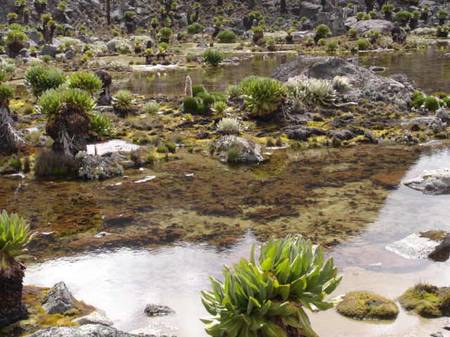 3794Mt_Kenya_034.jpg