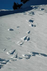 5520bird_tracks-med.jpg