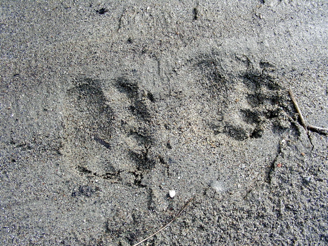 Bear_Tracks.jpg