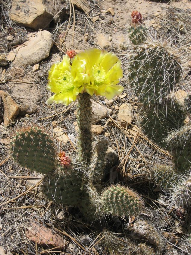 CactusFlowers.jpg