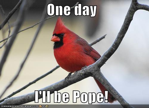 funny-pictures-red-bird-pope.jpg