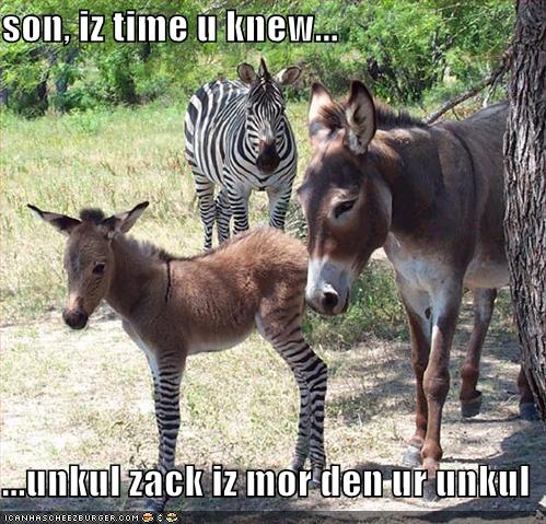 funny-pictures-zebra-donkey-family.jpg