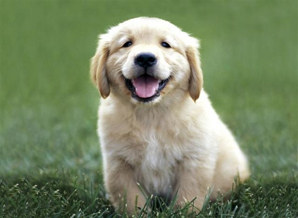 1351-GoldenRetrieverPuppy30pcSmall.jpg