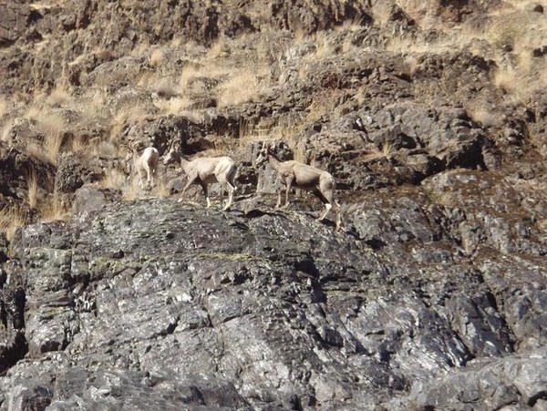 Bighorn_Sheep_Hells_Canyon.JPG