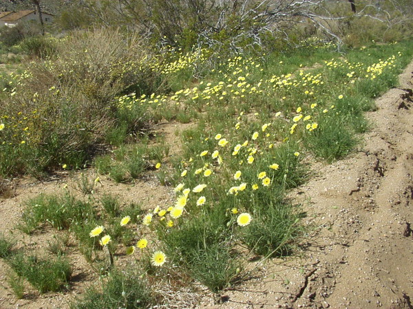 Flowers_ParkEntrance.JPG