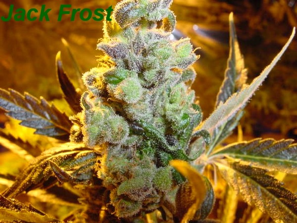 Jack_frost_7_weeks.jpg