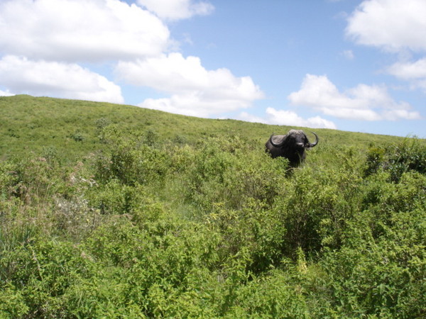 Kilimanjaro_009.jpg