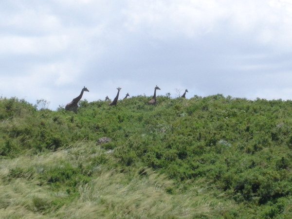 Kilimanjaro_010.jpg