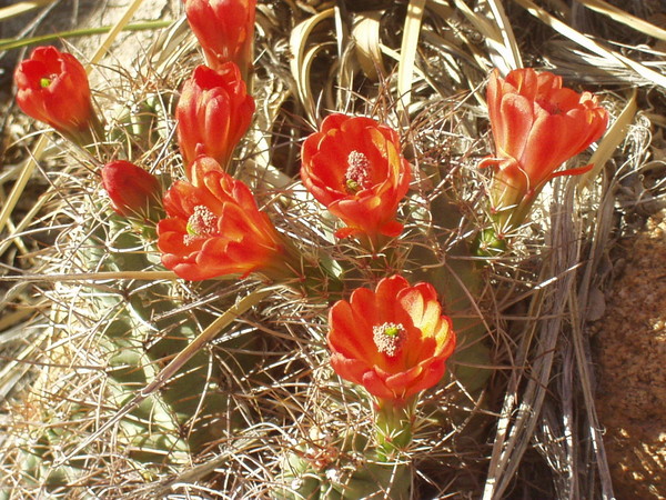 LostHorseCactus3.JPG