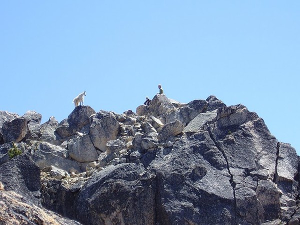 MountainGoat-summit.JPG