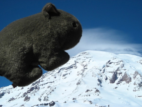 Wombat_on_Rainer.jpg