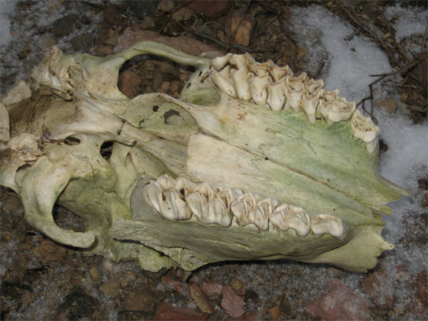 skull2.jpg