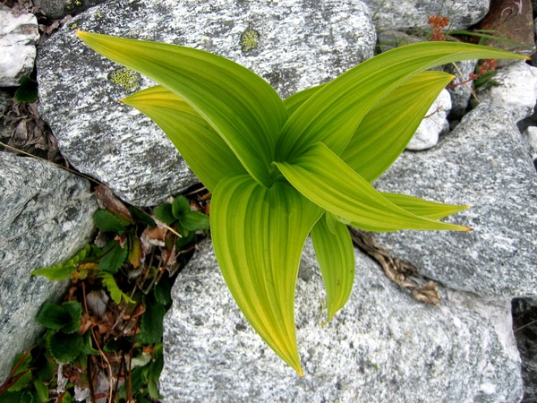 skunk_cabbage.jpg