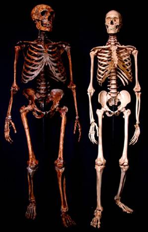 neanderthal_bones.jpg