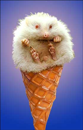 yummy-hedgehog.jpg