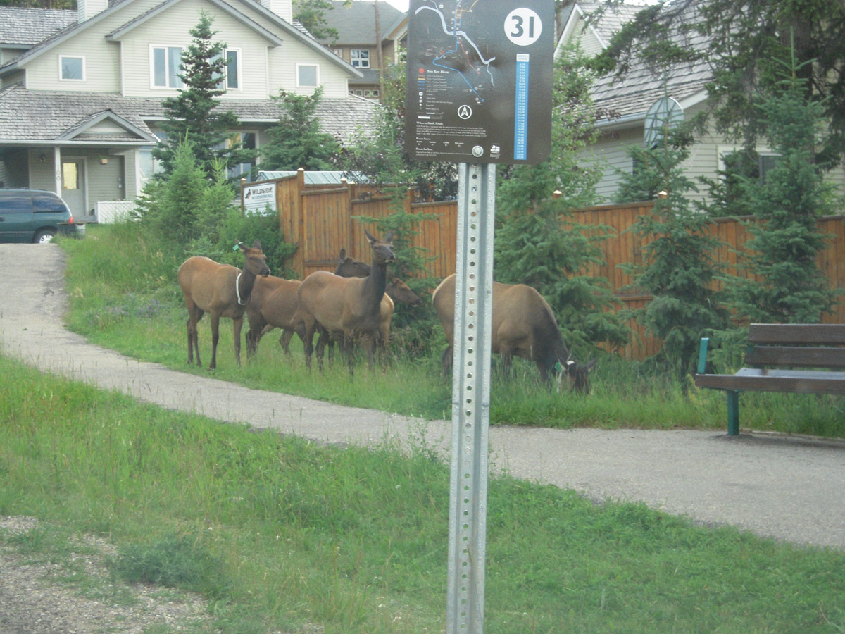 17-ELK.jpg