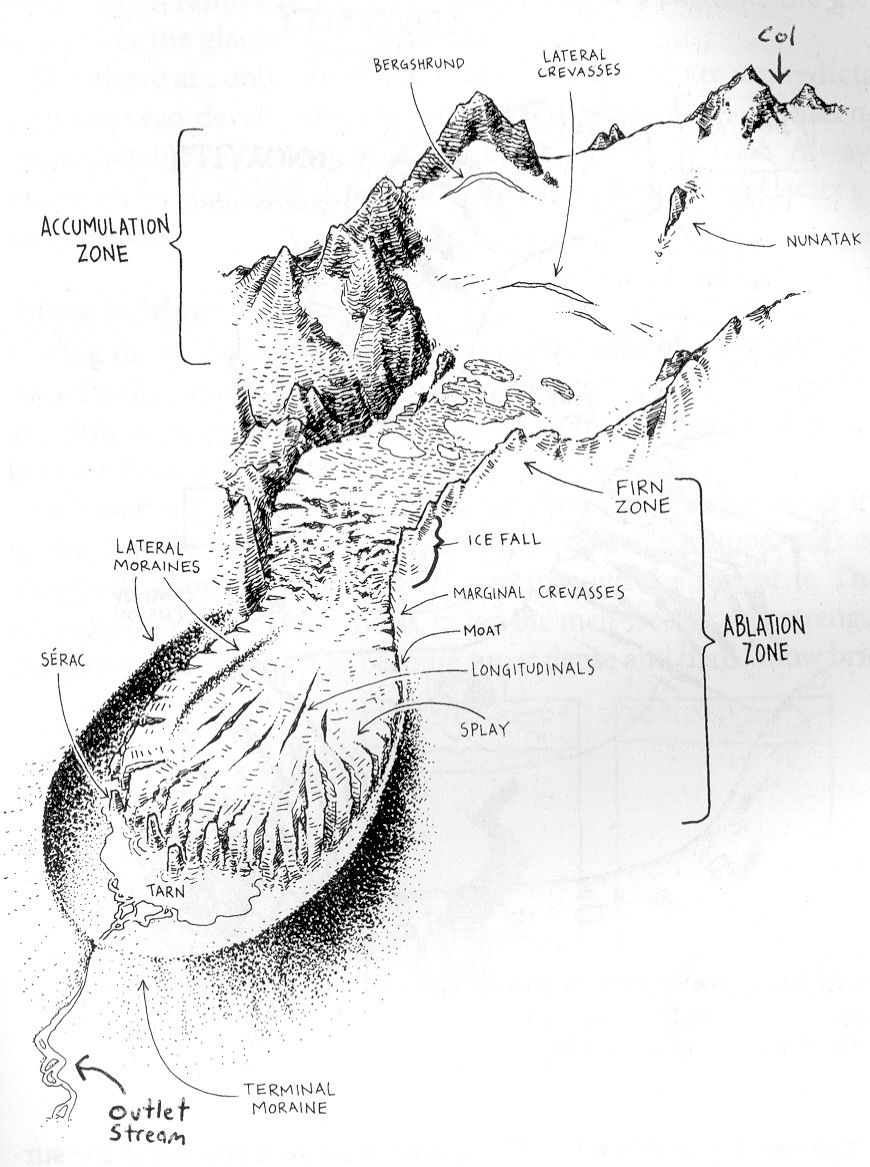298Alpine_anatomy.jpg