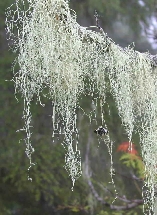 4222lichen_drops_copy.jpg