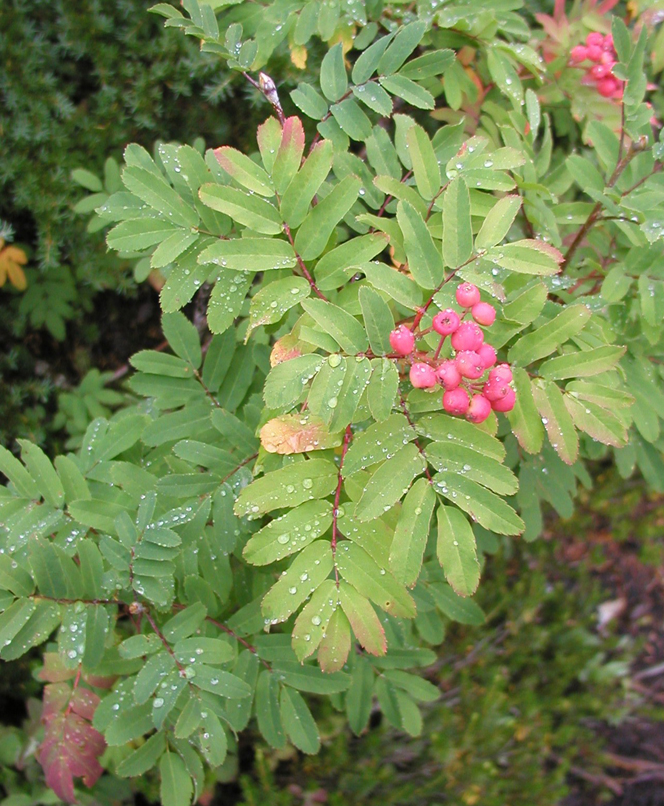 4222raindrops_and_berries_copy.jpg