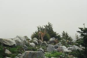 4625Sahale-_Mule_Deer-med.jpg
