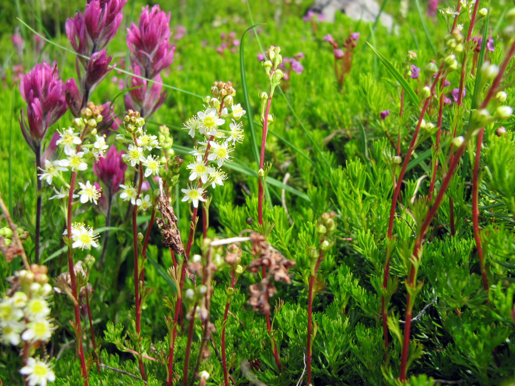 Mt_Washington_-_SE_Buttress_02_-_flowers_in_the_lower_basin.jpg