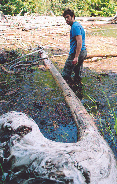 Beaver_Sergio_wading.jpg