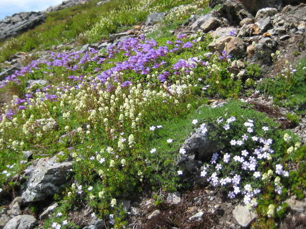 Shuksan_2009_115.jpg