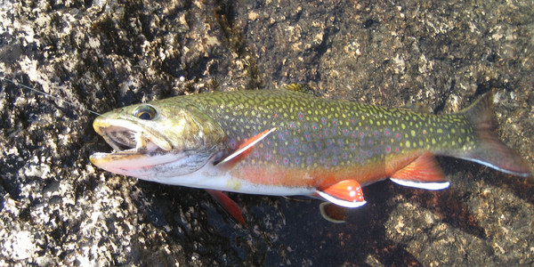 sawtooth_brook_trout.jpg