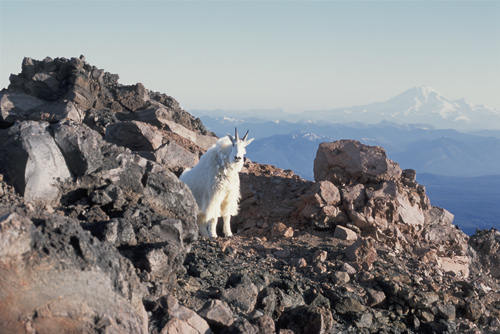 1553mountain-goat.jpg