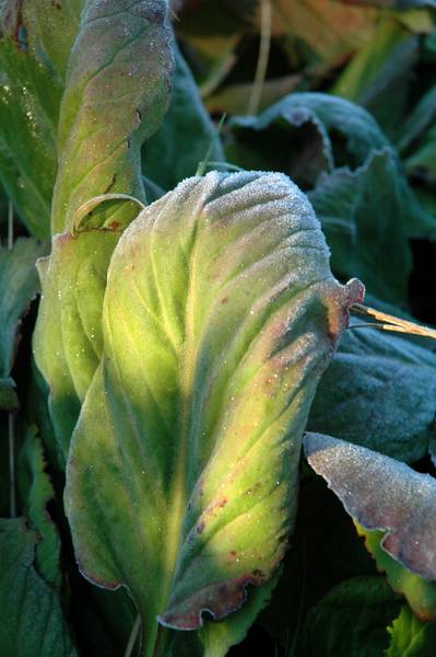 3256frost_004small-med.jpg