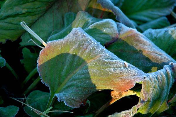 3256frost_005small-med.jpg