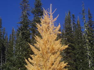 502Summerlarch06_069-med.jpg