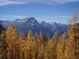 502Summerlarch06_097-med.jpg