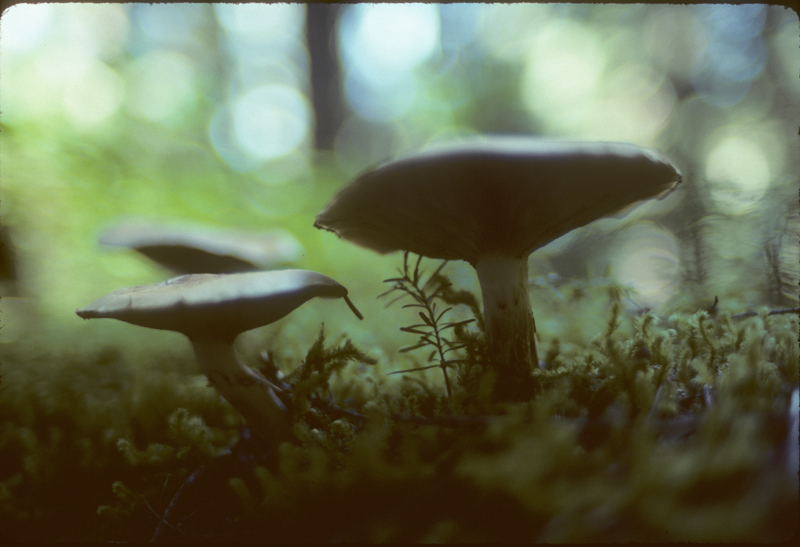 5164Deception_Mushrooms.jpg