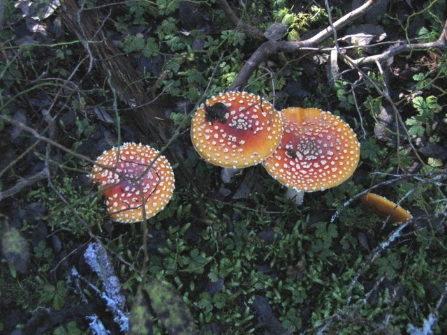 5164Fungi1.jpg
