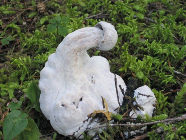 5164Fungi2.jpg