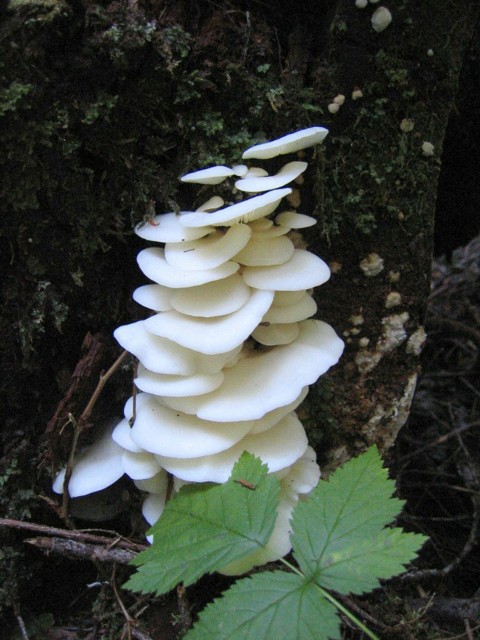 5164Fungi3.jpg