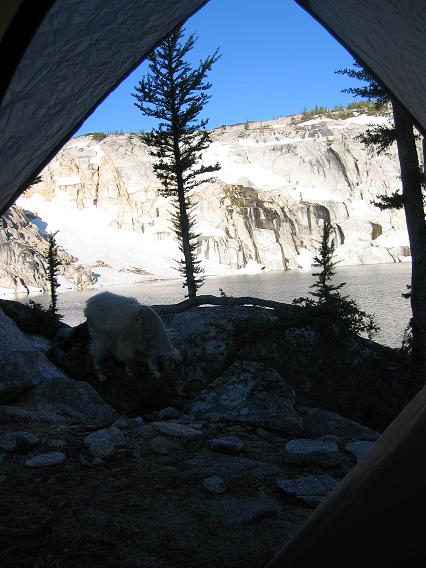 559goat_and_view_from_tent.JPG