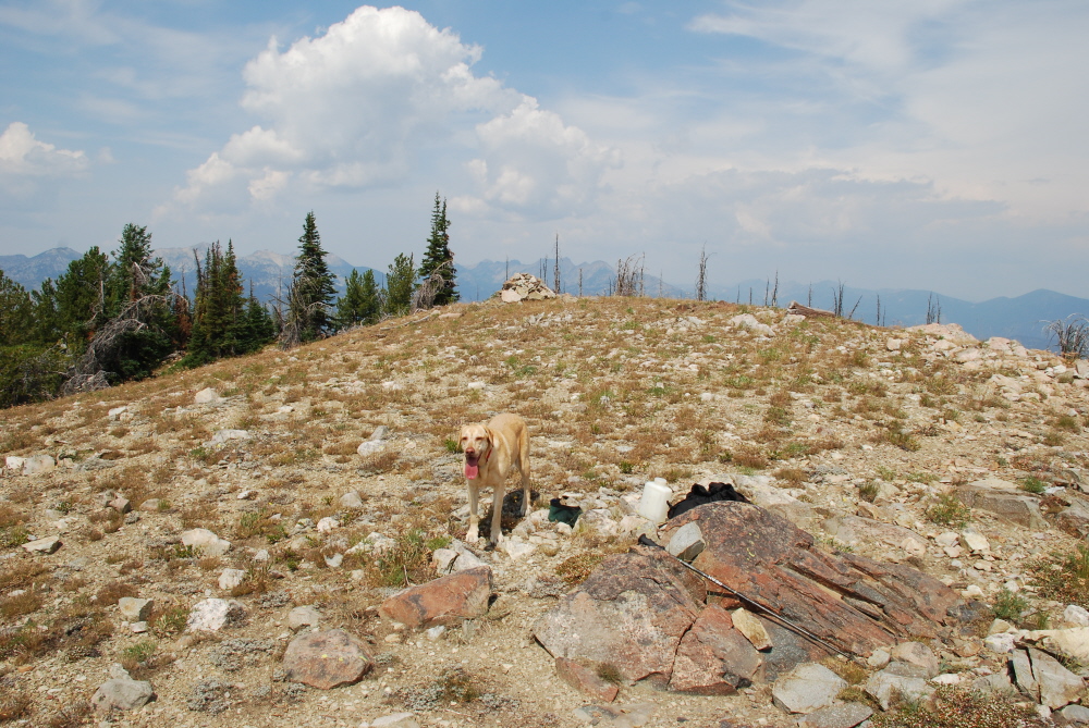 Fawn07_Brie_at_summit.JPG