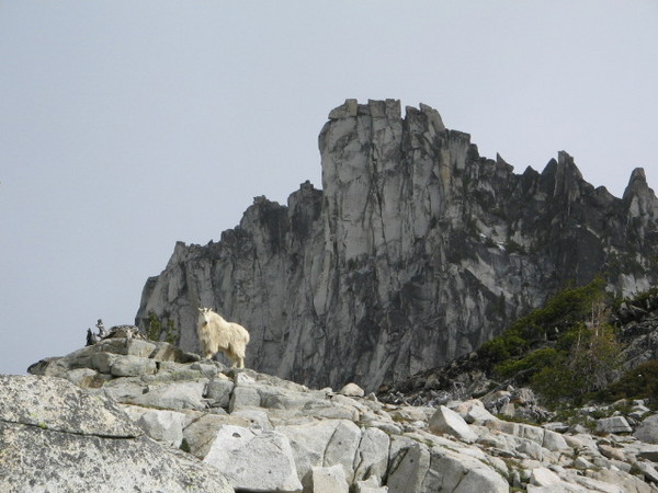 Prussik_Peak_Goat.JPG