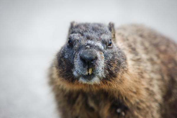 marmot5.jpg