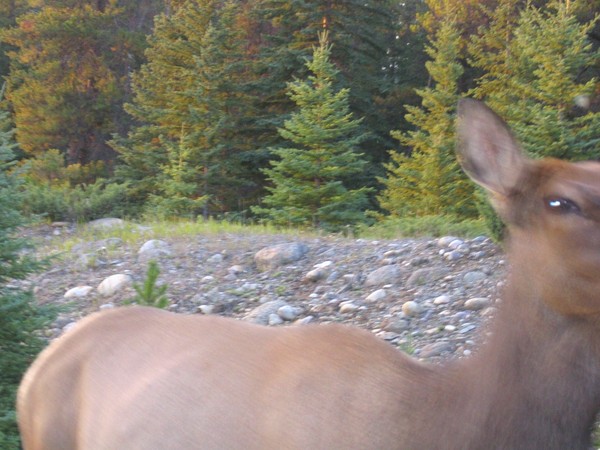 elk_driveby.jpg