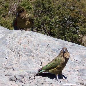 152Kea-med.jpg