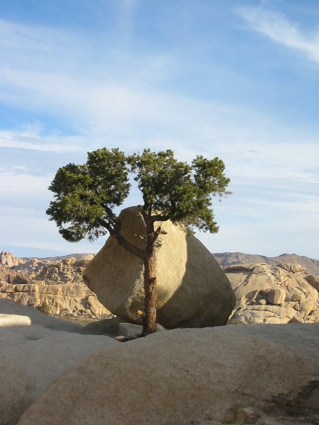 3712jtreescape.jpg