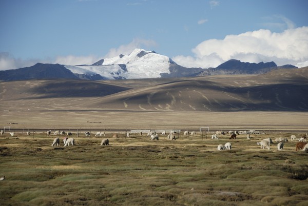 aplaca_altiplano.jpg