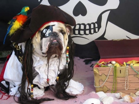 2994Pirate_Dog.jpg