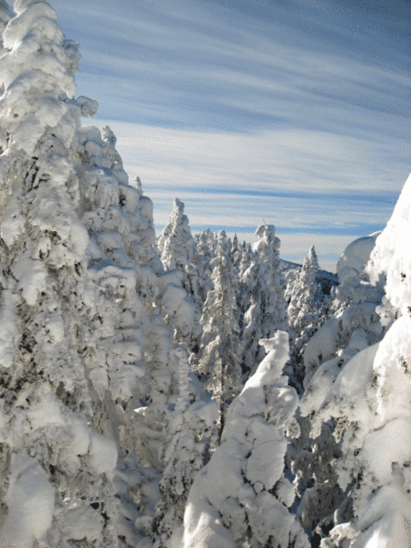 21-Summit-Trees-IMG_3613.gif